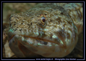 Face to face with this Lezard Fish... Que du Bonheur... :... by Michel Lonfat 